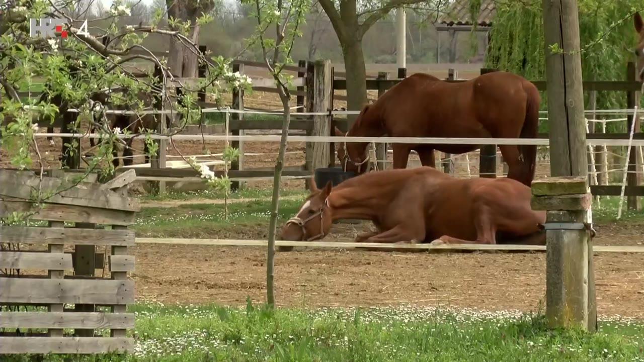 #REPORTAŽE: Ivčić (dokumentarna reportaža)